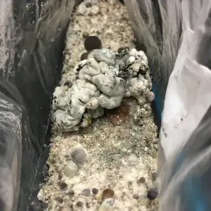 Rednigma spore syringe Rednigma spore syringe