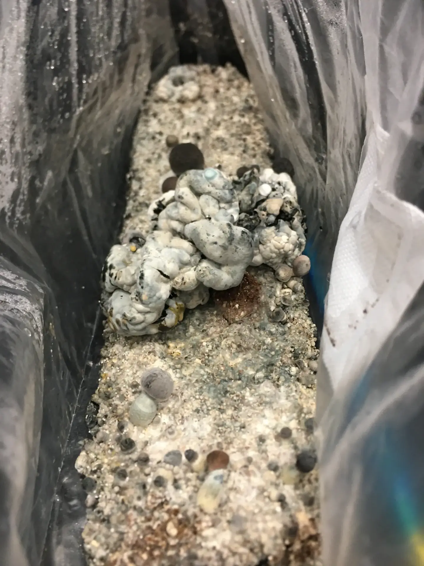 Rednigma spore syringe Rednigma spore syringe