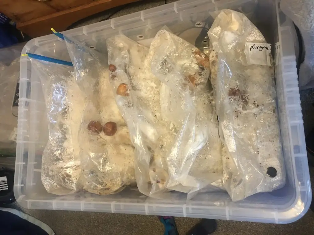 Inject and Forget Bag 1LBS - All in one mushroom growing kit