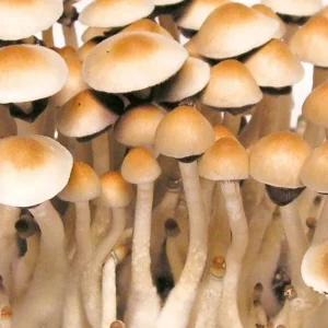 Mexican Dutch King Mushrooms Grown from Spores Mexican Dutch King Mushrooms Grown from Spores