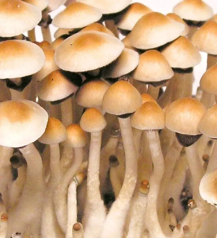 Mexican Dutch King Mushrooms Grown from Spores Mexican Dutch King Mushrooms Grown from Spores