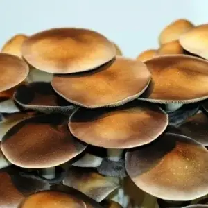 Koh Samui Super Strain Spore Syringes