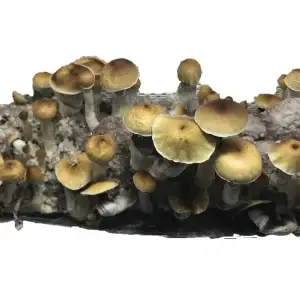 McKennaii Mushroom Spores – Easy to Use with Sporebuddies Lightbag Growing Kit McKennaii Mushroom Spores – Easy to Use with Sporebuddies Lightbag Growing Kit