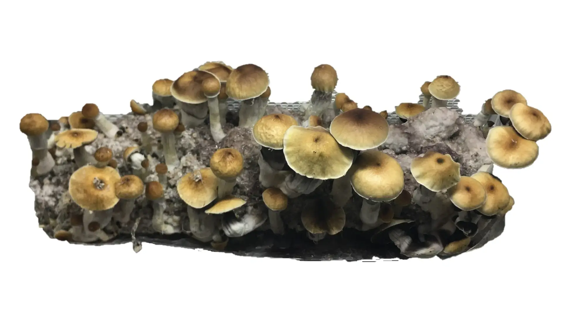 McKennaii Mushroom Spores – Easy to Use with Sporebuddies Lightbag Growing Kit McKennaii Mushroom Spores – Easy to Use with Sporebuddies Lightbag Growing Kit