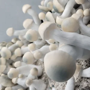 Yeti tat isolate. Yeti tat isolate.