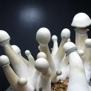 Spore syringes uk Albino A+ Mushrooms in a grow your own mushroom kit from Premium Spore Syringes uk