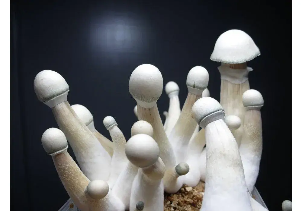 Spore syringes uk Albino A+ Mushrooms in a grow your own mushroom kit from Premium Spore Syringes uk