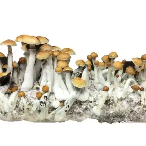B+ Magic Mushroom Spores for Beginners with Fast UK Delivery buy with all in one mushroom grow bag B+ Magic Mushroom Spores for Beginners with Fast UK Delivery buy with all in one mushroom grow bag