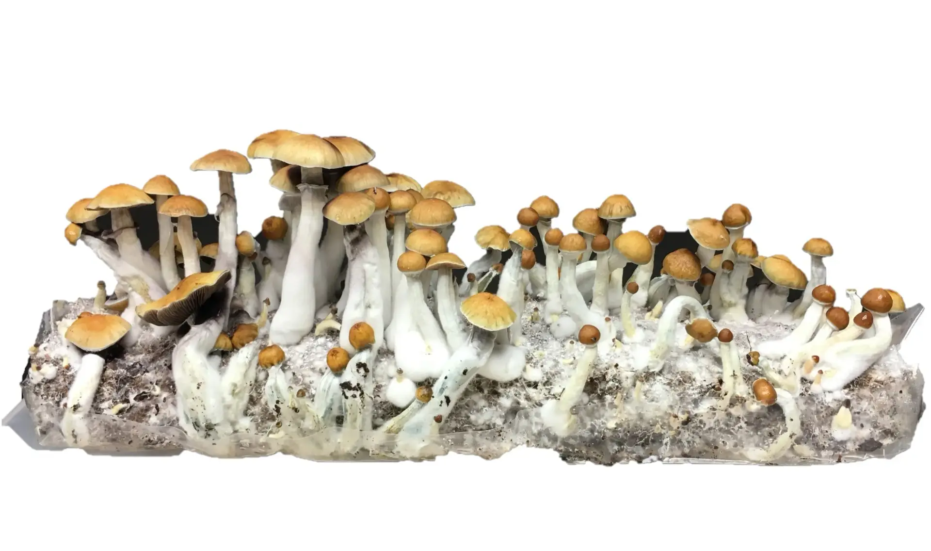 B+ Magic Mushroom Spores for Beginners with Fast UK Delivery buy with all in one mushroom grow bag B+ Magic Mushroom Spores for Beginners with Fast UK Delivery buy with all in one mushroom grow bag