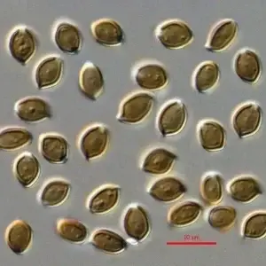 Rednigma spore syringe Rednigma spore syringe