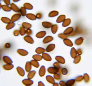 Z strain spores. Z strain spores.