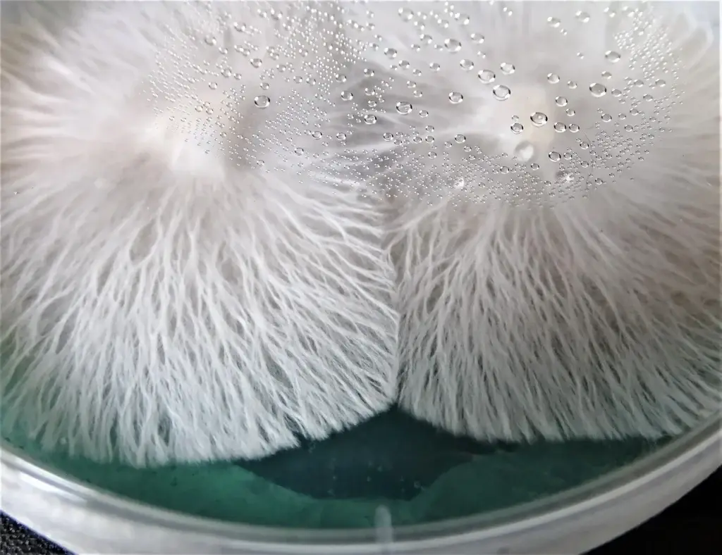 agar plates clean mycelium in agar