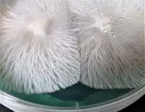 agar plates clean mycelium in agar