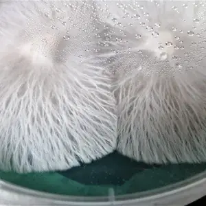 clean mycelium in agar -0001 clean mycelium in agar -0001
