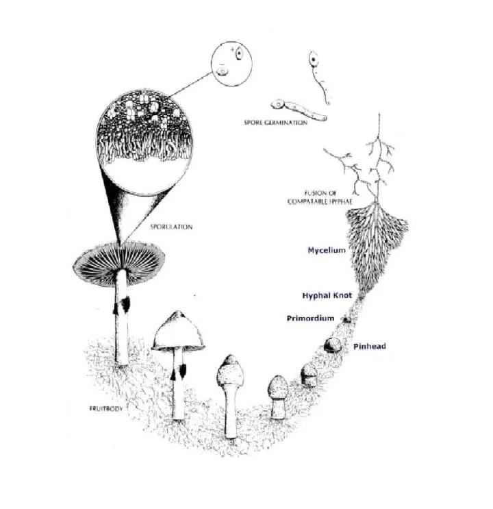 Educational mushroom spore print beginner guide image