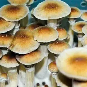 Malabar Coast Spore Syringe Malabar Coast Spore Syringe