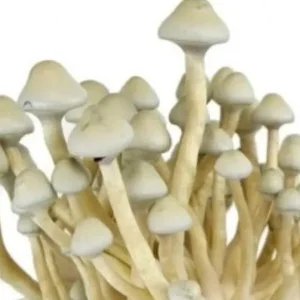 Moby Dick Mushrooms – Highlighting Golden Teacher Crosses Moby Dick Mushrooms – Highlighting Golden Teacher Crosses
