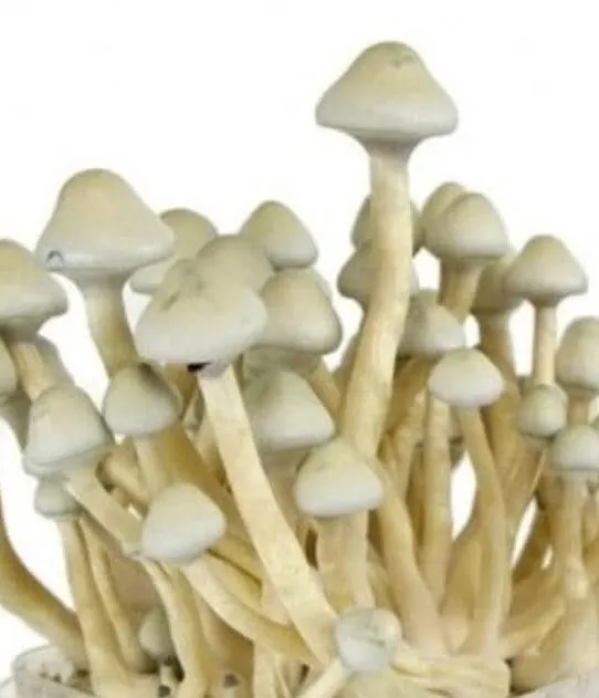 Moby Dick Mushrooms – Highlighting Golden Teacher Crosses Moby Dick Mushrooms – Highlighting Golden Teacher Crosses