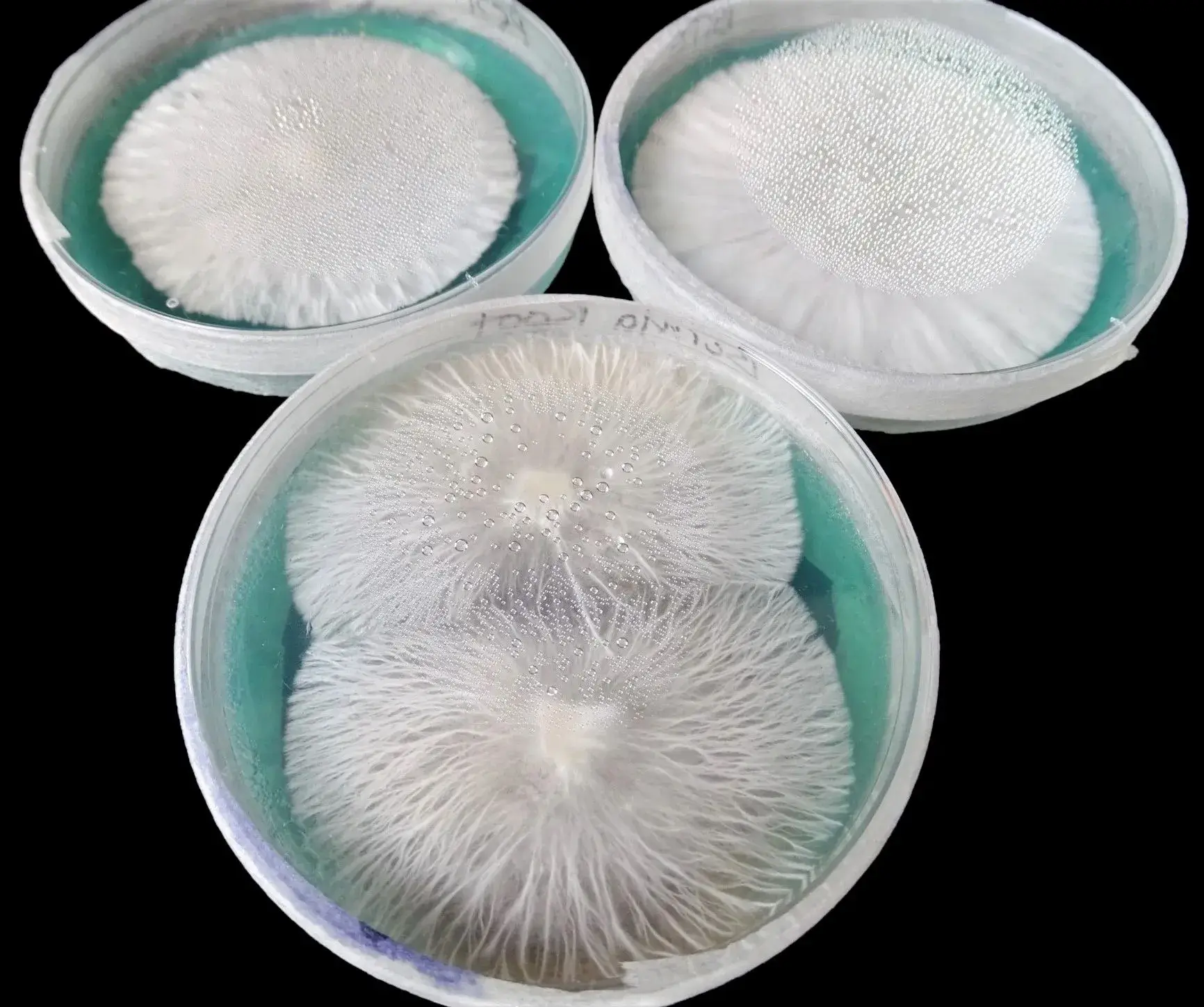 mycelium in agar mycelium in agar