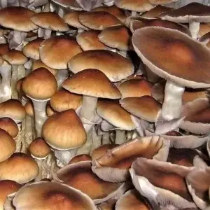 spore_buddies spore_buddies