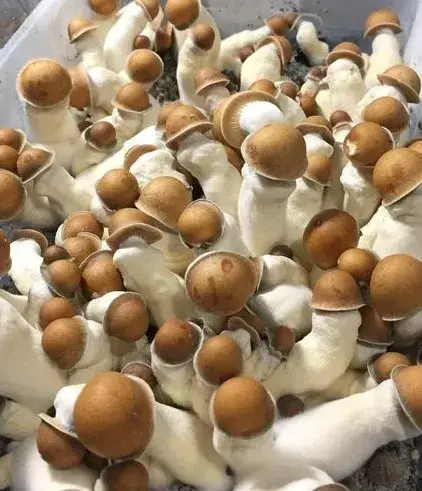 Penis Envy Hawk spore syringe for microscopy