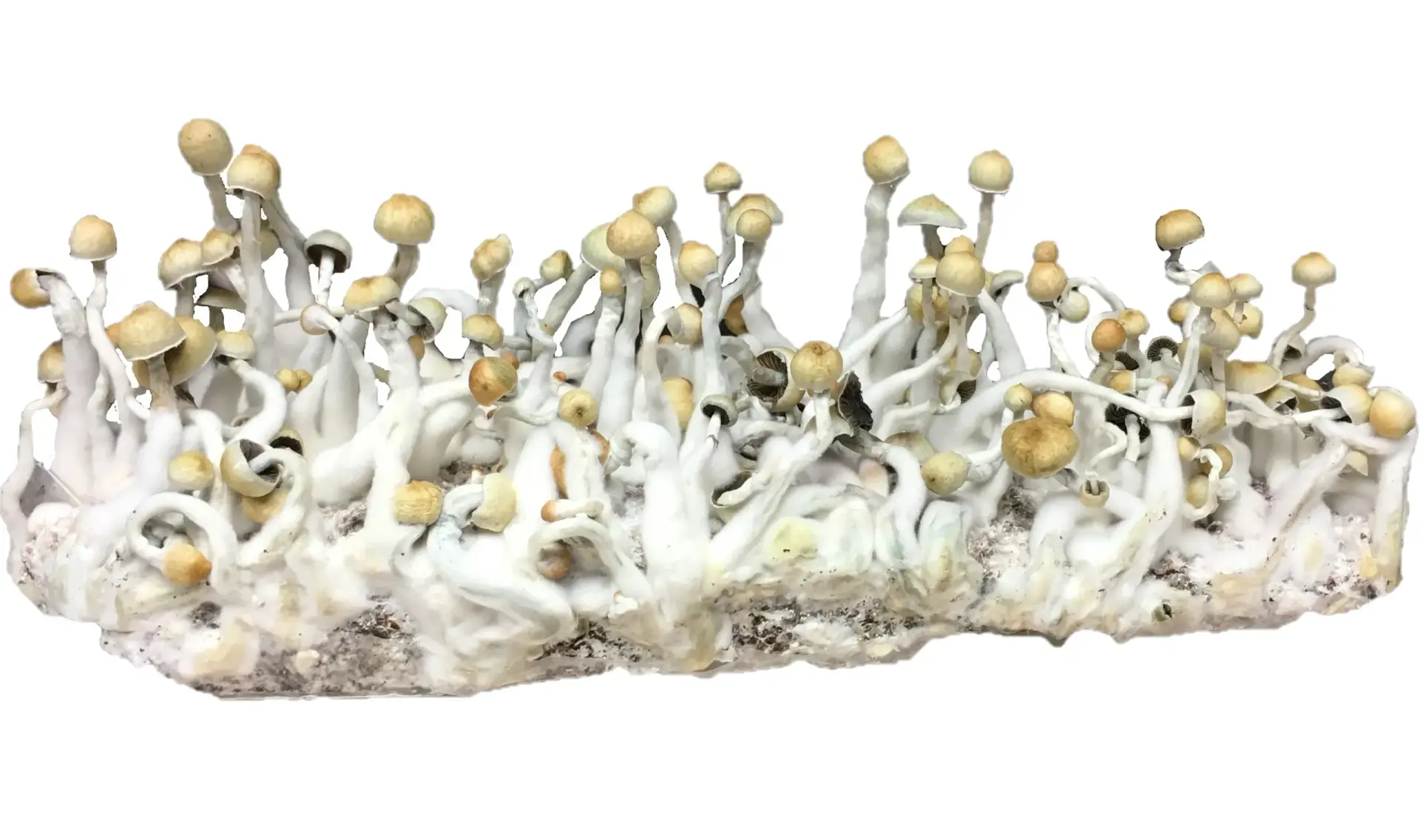 PES Amazonian Spore Syringe PES Amazonian Spore Syringe