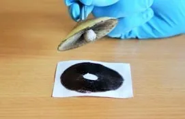 WillMexican Spore Syringe WillMexican Spore Syringe