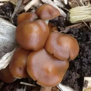 psilocybe cyanescens psilocybe cyanescens