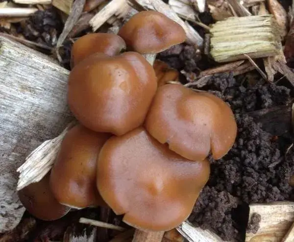 psilocybe cyanescens psilocybe cyanescens