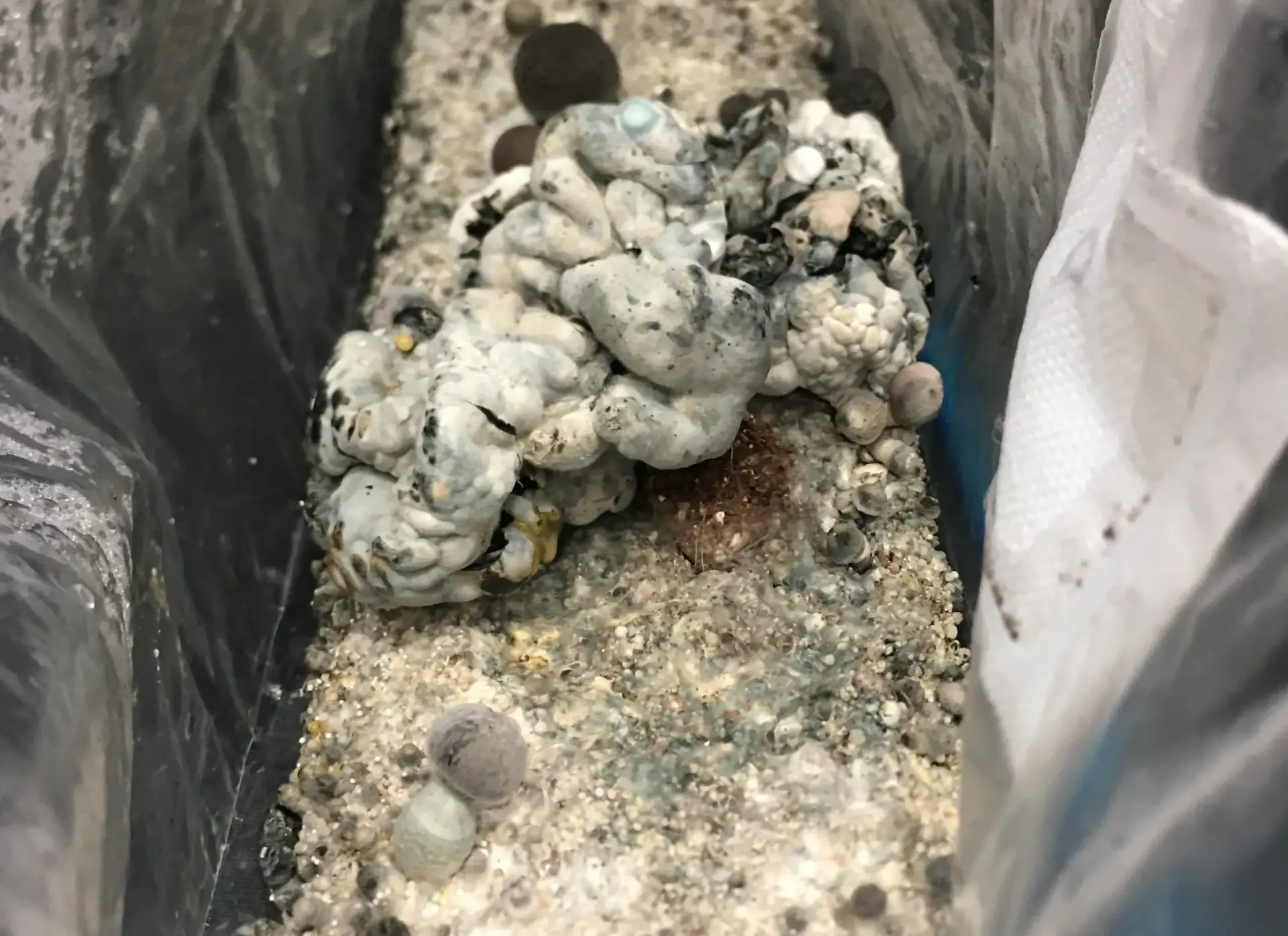 Rednigma spore syringe Rednigma spore syringe