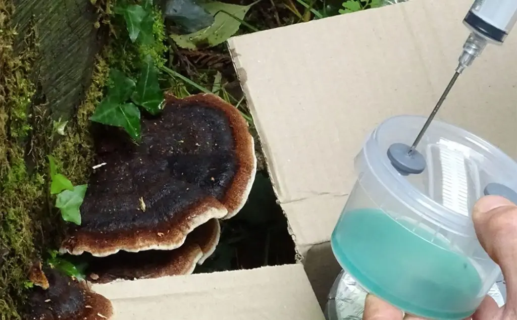 Open air agar pots