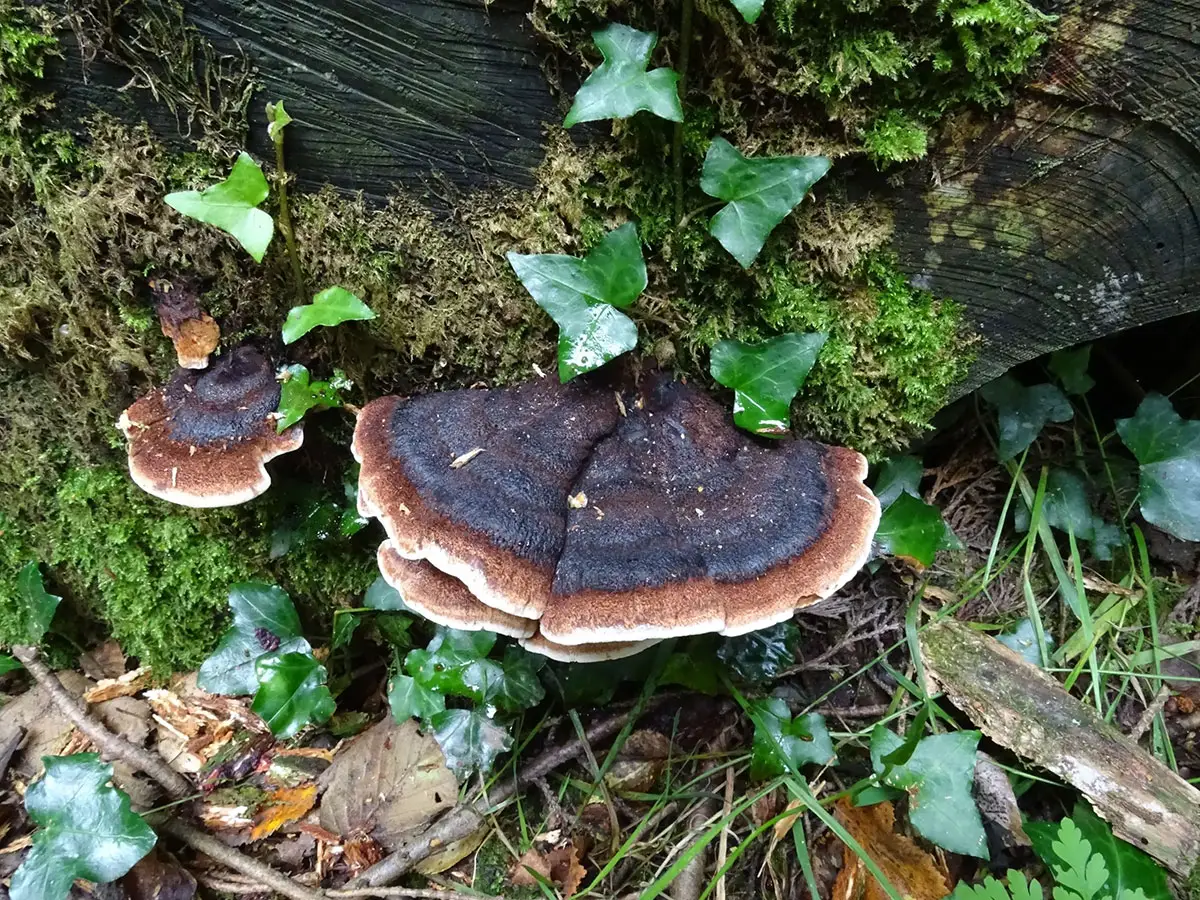 Exeter Mushroom hunt Oct 2019