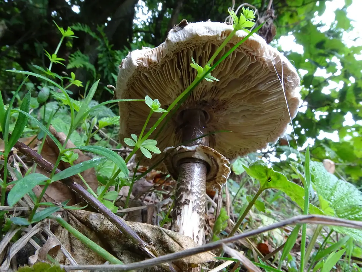 Exeter Mushroom hunt Oct 2019
