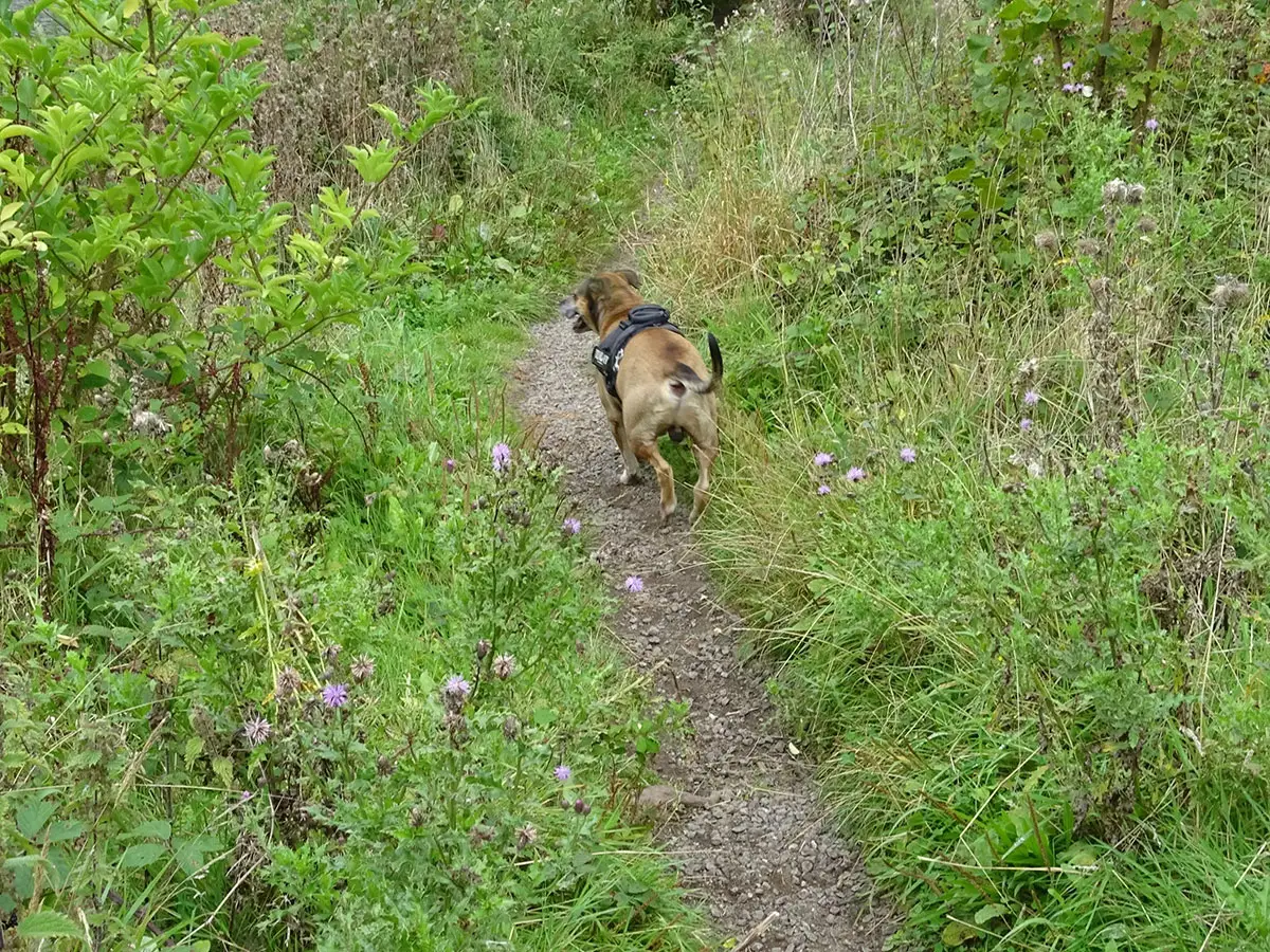 Exeter Mushroom hunt Oct 2019