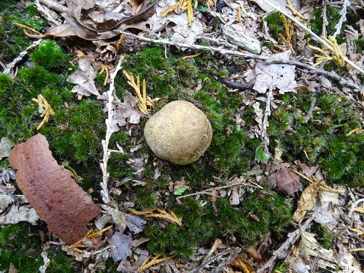 Exeter Mushroom hunt Oct 2019