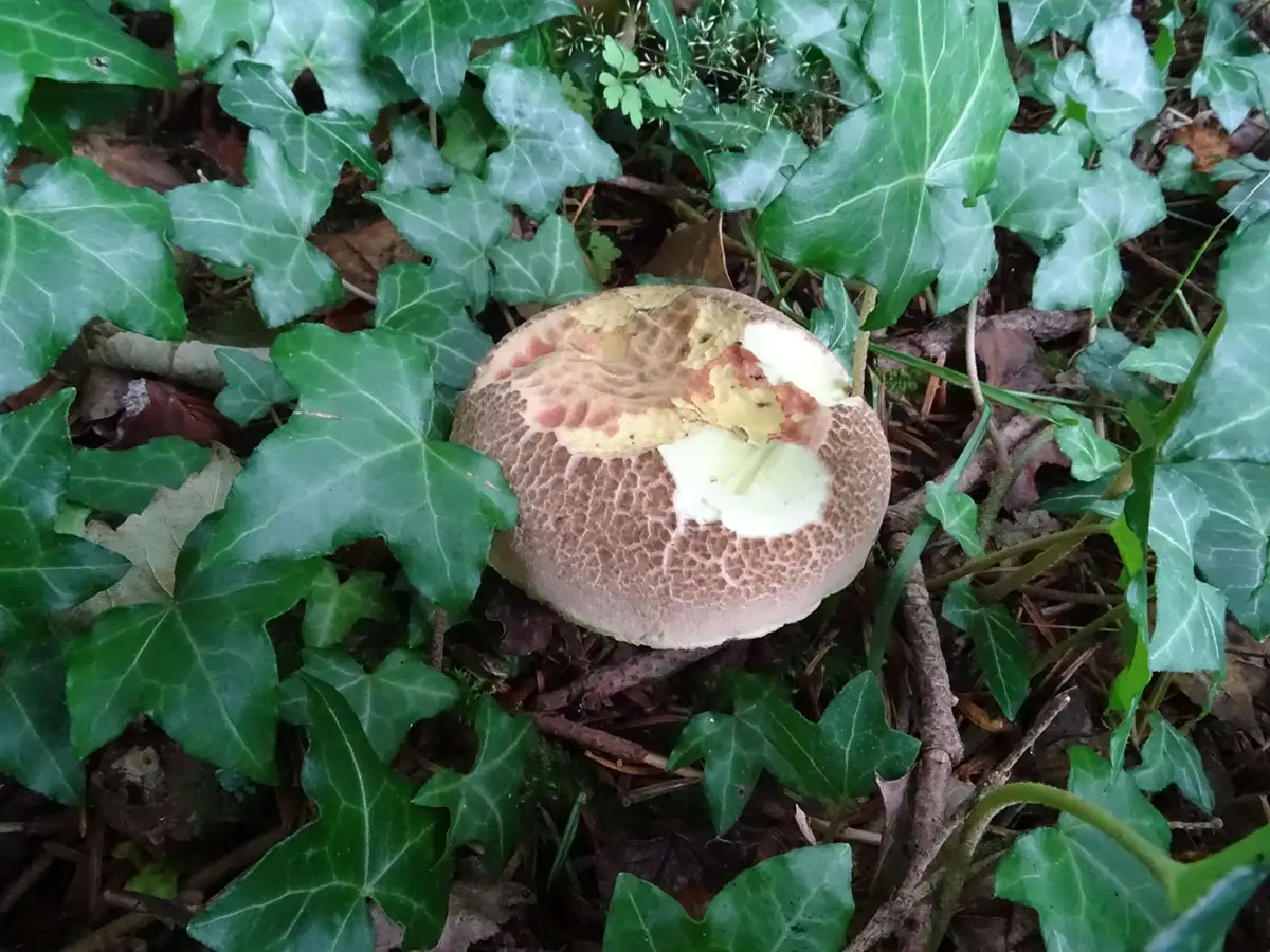 Exeter Mushroom hunt Oct 2019