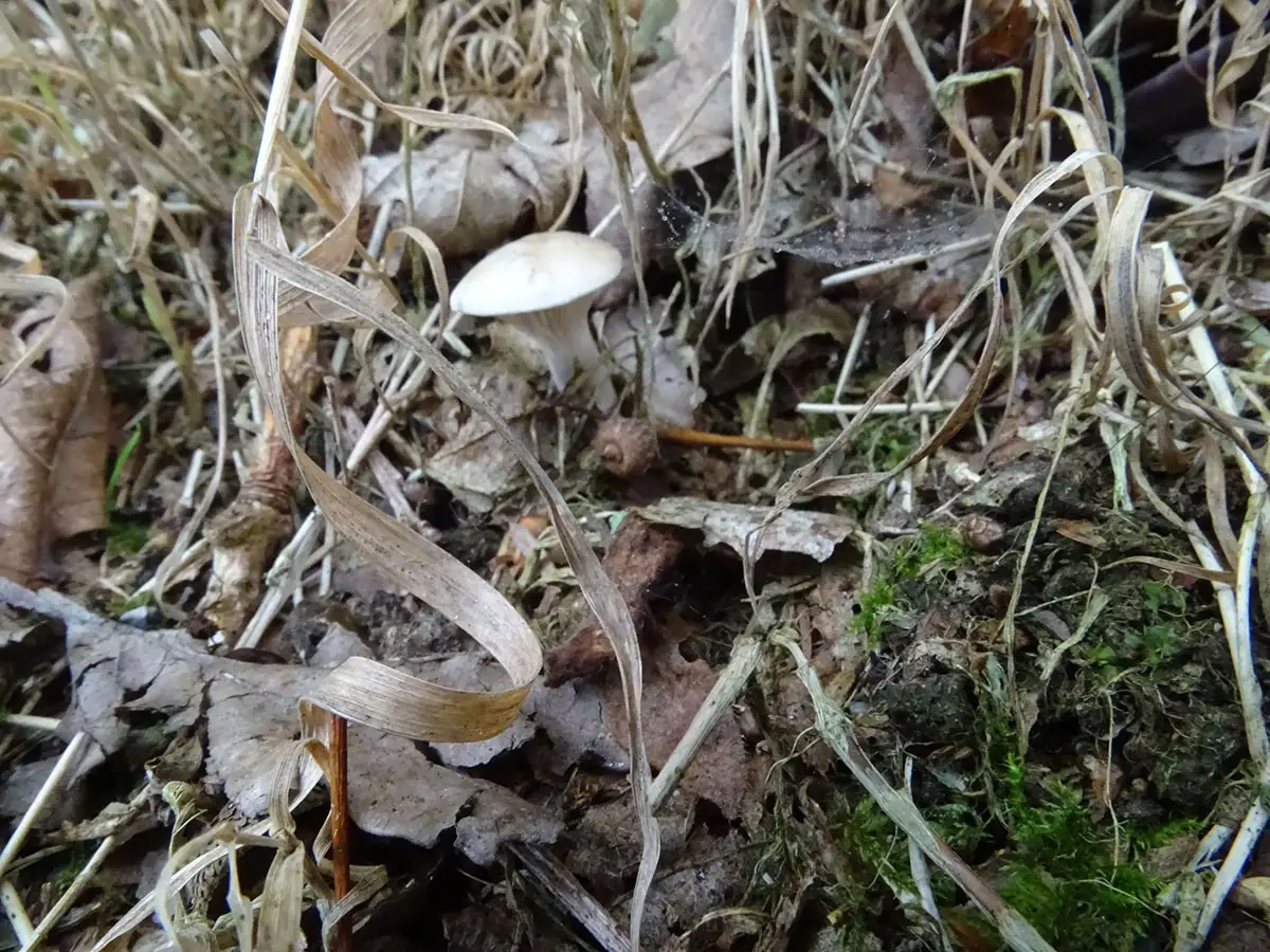 Exeter Mushroom hunt Oct 2019