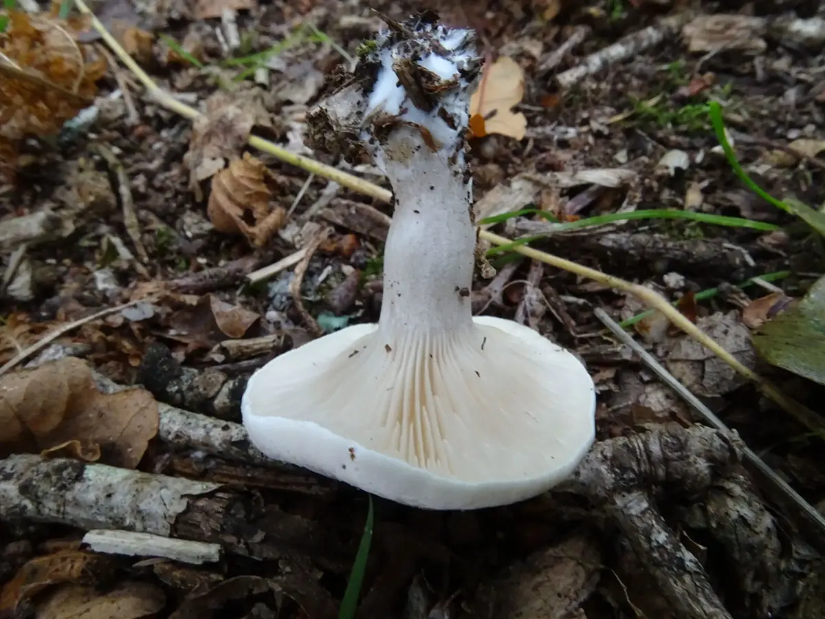 Exeter Mushroom hunt Oct 2019