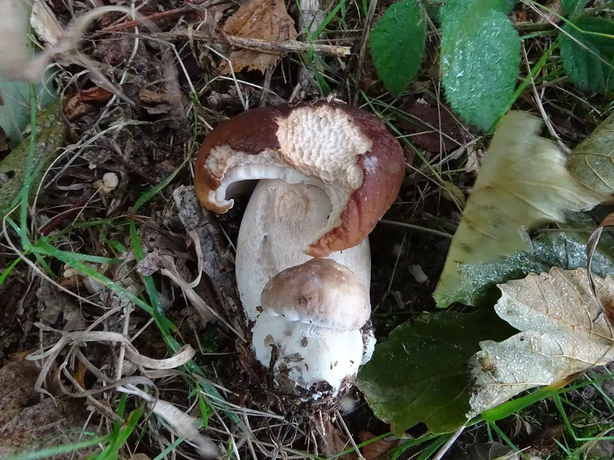 Exeter Mushroom hunt Oct 2019