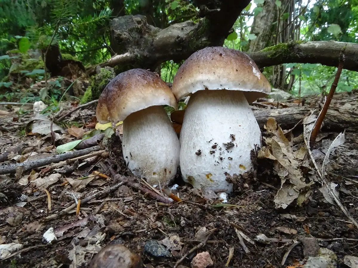 Exeter Mushroom hunt Oct 2019