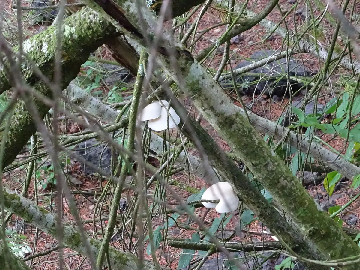 Exeter Mushroom hunt Oct 2019