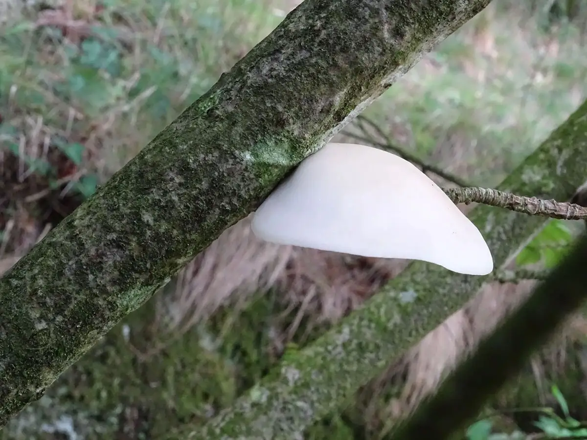 Exeter Mushroom hunt Oct 2019