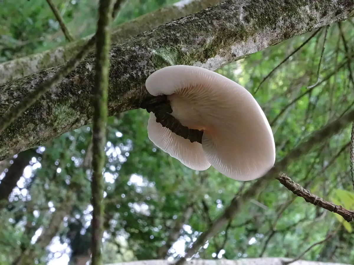 Exeter Mushroom hunt Oct 2019