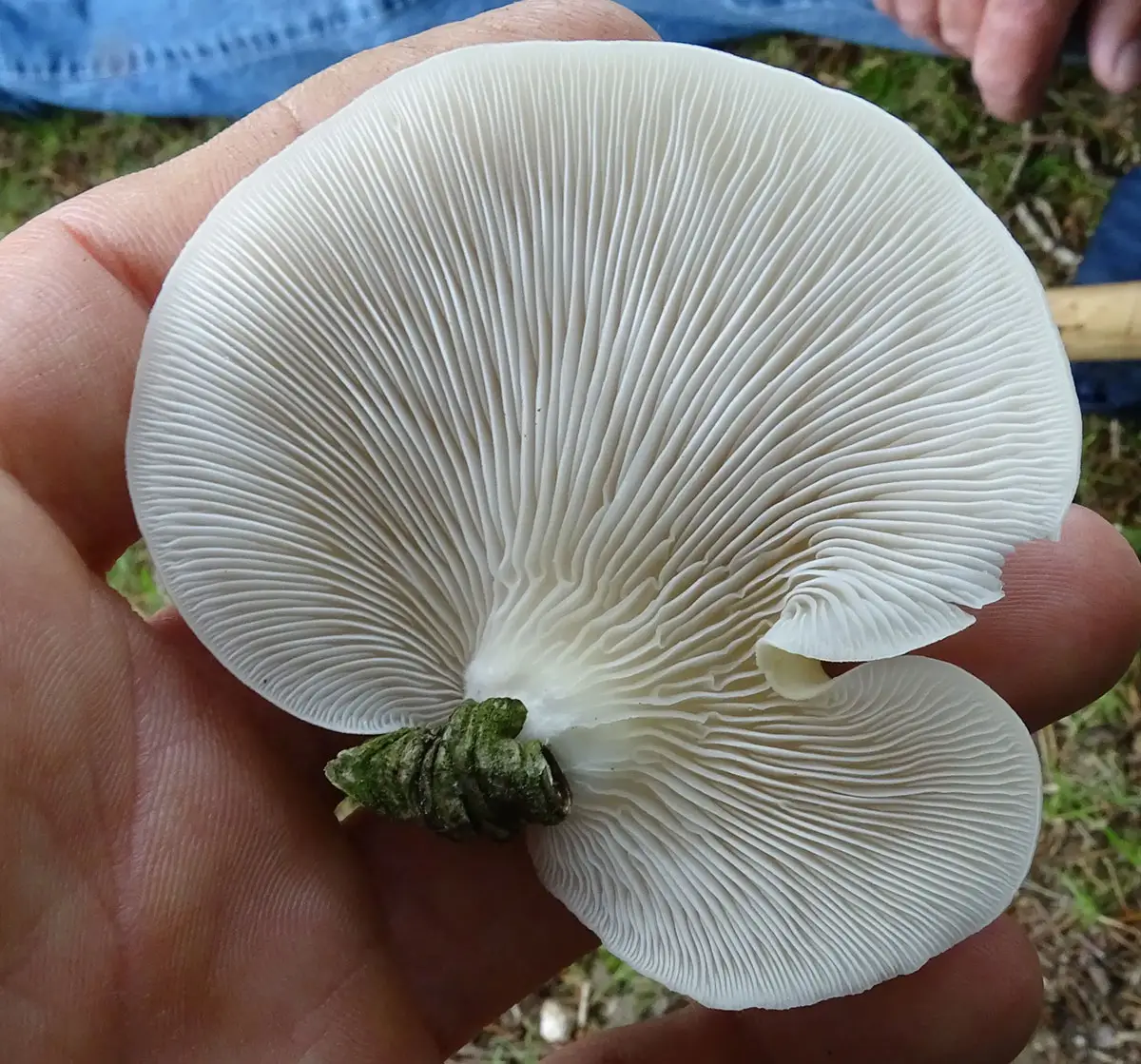 Exeter Mushroom hunt Oct 2019