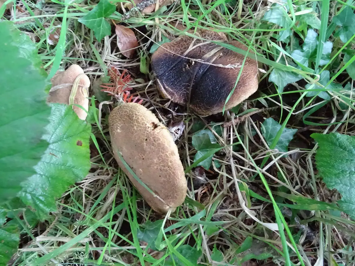 Exeter Mushroom hunt Oct 2019