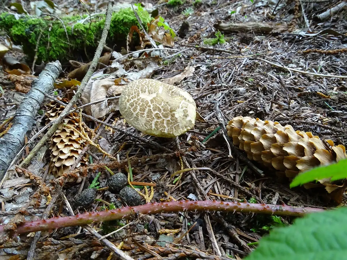 Exeter Mushroom hunt Oct 2019