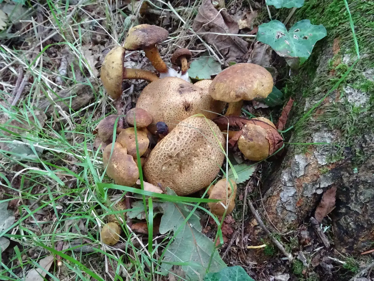 Exeter Mushroom hunt Oct 2019