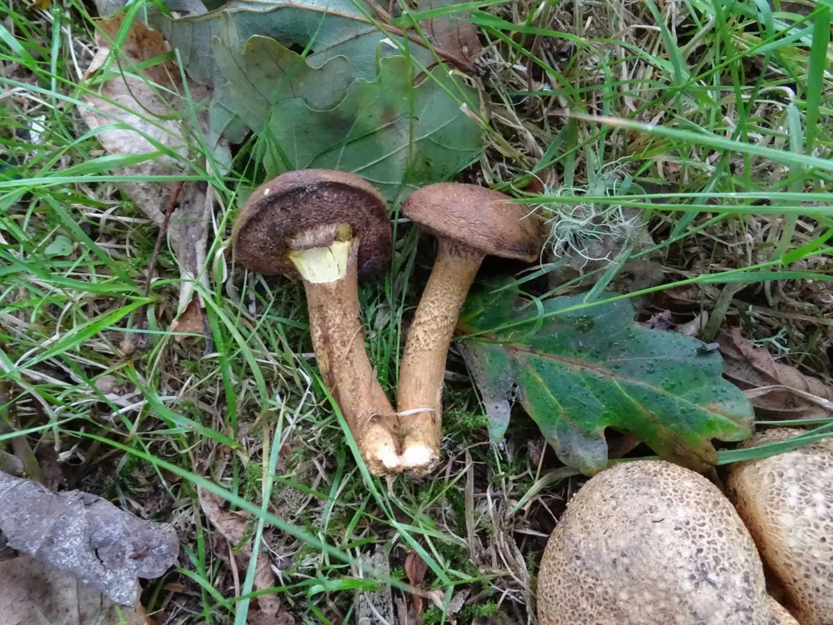 Exeter Mushroom hunt Oct 2019