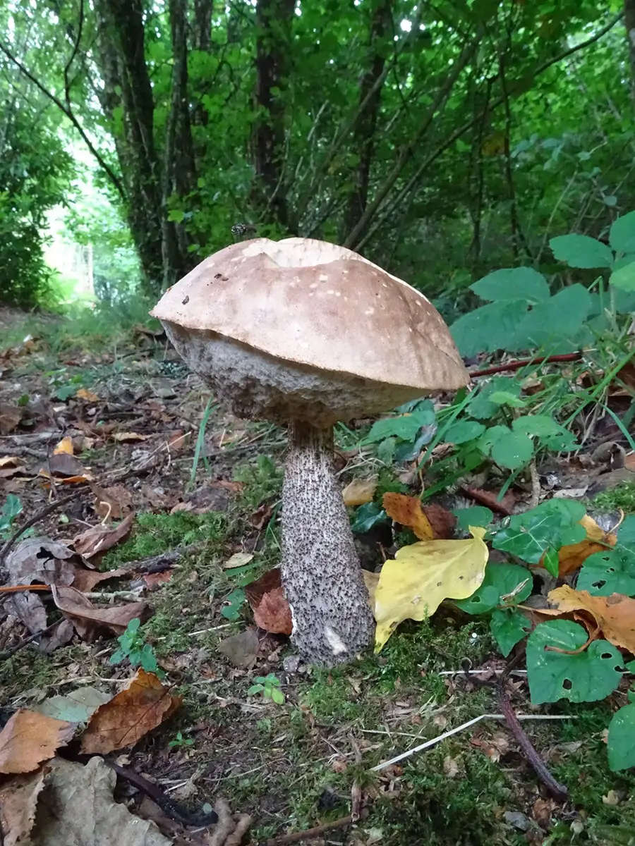 Exeter Mushroom hunt Oct 2019