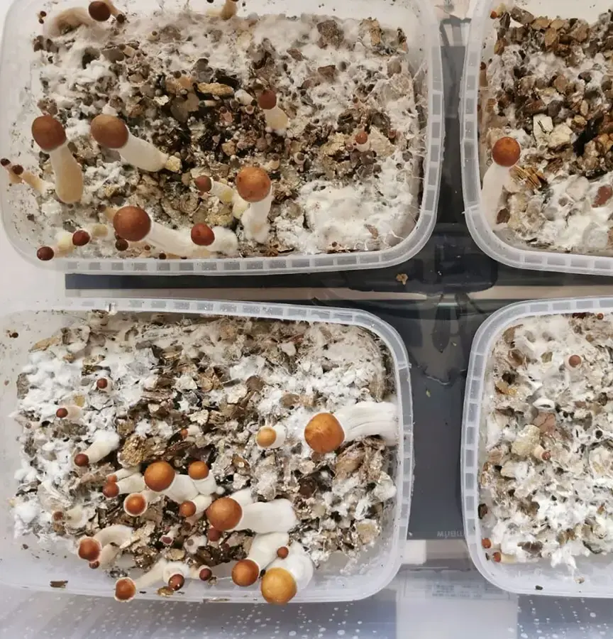 Dutch Style grow kit. Grow mushrooms in a tub